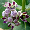 2 White Vining Milkweed Plants Live, Butterfly Asclepias Tuberosa, Wildflowers Perennial Bush, Swamp Common Plant, 5-9" in Tall, No Pot
