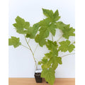 Raspberry Plant Live for Planting 6 to 12 Inch Height, Raspberry Bush Live Plant to Grow, Sweet Raspberries Seedling (Thimbleberry Raspberry)