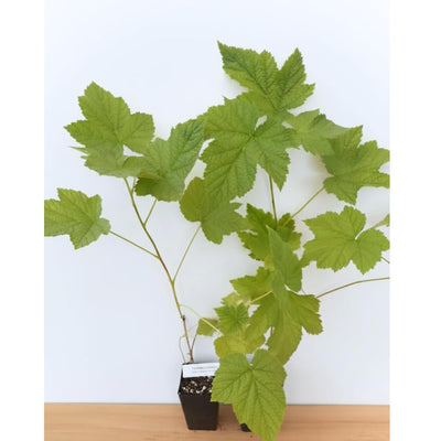 Raspberry Plant Live for Planting 6 to 12 Inch Height, Raspberry Bush Live Plant to Grow, Sweet Raspberries Seedling (Thimbleberry Raspberry)
