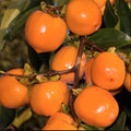 American Persimmon Tree Live Plant in Quart Pot, 6 to 12 Inc Tall, Persimmons Fruit Trees Live Plants Well Rooted, Large and Sweet Fruits