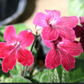 Strawberry Ice Streptocarpus Plant Live, Ladyslipper Primrose Flowering Houseplant in 3.25 Inch Pot, Indoor Blooming Plants for Planting, 4-8 Inches