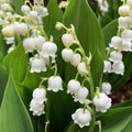 5 Lily of The Valley Bulbs, White Lilies of The Valley Flower Plants Bare Roots for Planting Outdoor Indoor Garden