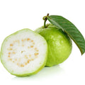Guava Tree Live Plant, Tropical Guava Fruit Seedling, 5-9” Height, in Pot for Planting Home Garden (White Guava)