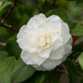 Camellia Plant Live, Camellia Japonica Plant, 10-12" Tall, 4" Pot, Hardy Flowering Shrub for Outdoor Landscaping (White Camellia)