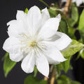 White Clematis Live Plant in 2.5" Pot, Flowering Climbing Clematis Vine Starter for Outdoor Garden and Trellis, Well Rooted