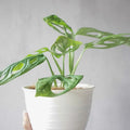 Swiss Cheese Monstera Plant Live, Live Swiss Cheese Plant 4 Inch Pot, Live Monstera Plant