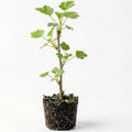 Red Gooseberry Live Plant, 5-7 Inch Starter Plant in Soil, No Pot - Edible Berry Fruit Shrub, Hardy Outdoor Garden Plant