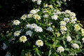 Lantana Live Plant for Planting Outdoors, Set 2 Live Lantana Plants, 4 to 7 Inch Tall, Lantana Perennial Plants, Ready to Plant, White