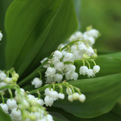 Pack of 6 Pips White Lily of the Valley, Lily of the Valley Plant Live, White Flower for Indoor Outdoor Planting