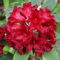 1-2 Ft Deep Red Rhododendron Plants Live, Azalea Rhododendron Bush Shrubs in 1 Gallon Pot for Planting, Azalea Bush Ready Plant, Live Rhododendron Plant Azalea
