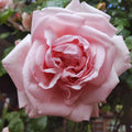 Climbing Roses Live Plant, Climbing Rose Plant Live, 5 to 7'' Tall, Fragrant Flower Bush Plants for Gardening (Pink New Dawn)