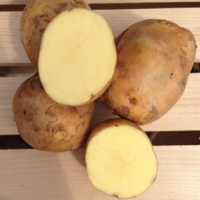 Yukon Potato Seeds for Planting Outdoors, 60 Seeds True Potato Seeds Growing Potato Seeds