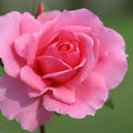 Rose Plant Live in Pot for Planting, Fragrant Roses Flowers, Summer Blooming Ornamental Garden Shrub (Pink Rose)