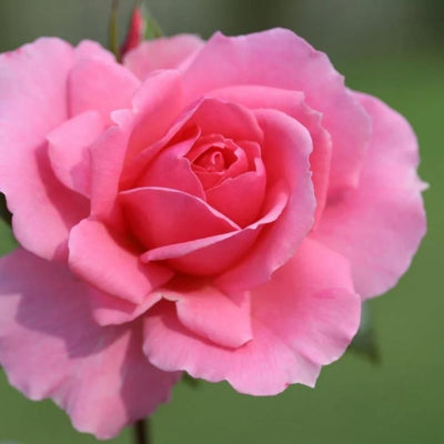 Rose Plant Live in Pot for Planting, Fragrant Roses Flowers, Summer Blooming Ornamental Garden Shrub (Pink Rose)