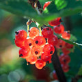 3 Mix Currant Bush Live Plants, Currant Plants Live for Planting 5 to 8 Inch Tall, Currant Berry Fruit Tree Well Rooted Starter Plant