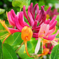 Fragrant Climbing Honeysuckle Plant Live Vine, Lonicera Perennial Honeysuckle Plants Bushes Shrubs for Planting