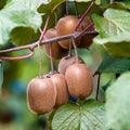 Kiwi Plant Live, Hardy Berries Plant Well Rooted, 5-9" Tall
