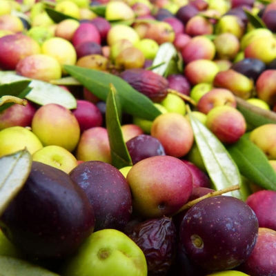 1 Year Old Arbequina Olive Live Tree Plant for Planting, Very Cold Hardy, Well-Rooted