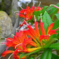 Yellow Lipstick Plans Live Houseplants in Pot, Aeschynanthus Yellow-Orange Flower Vine Décor Office, Desk Indoor Outdoor Growing