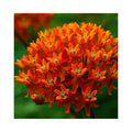 2 Deep Red Milkweed Plants Live Butterfly Asclepias Tuberosa, Wildflowers Perennial Bush, Swamp Common Plant, 5-9" in Tall, No Pot