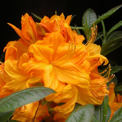 Big 1 Gallon Brilliant Orange-Yellow Rhododendron Plants Live, 1-3 Years Old Azalea Plants Live Shrubs Bushes for Planting, Very Well Rooted