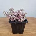 Callisia Repens Plant Live, Pink Turtle Vine Plant, Pink Callisia Repens Live Succulents Plant, House Plants Live 2 Inch Pot for Planting
