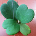 Hoya Heart Plant Live, Green Hoya Kerrii Plant, Hoya Live Plant, Rare Hoya Plant Indoor Live in 2 Inches Pot