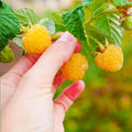 2 Fall Gold Raspberry Plantss Live for Planting 5 to 9 Inches Tall, Everbearing Raspberry Plants Sweet Raspberry Fruits Starter Plant