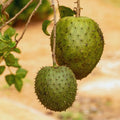 Soursop Tree Live Plant, Annona Muricata Soursop Plant Live, 5 to 8 Inches, Guanabana Fruit Tree