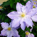 Clematis Vine Plant Live for Planting Outdoor, Clematis Plants Live, 4 to 6 Inch Tall, 2.5 Inc Pot, Perennial Fragrant Flowers Plant, Lavender Purple
