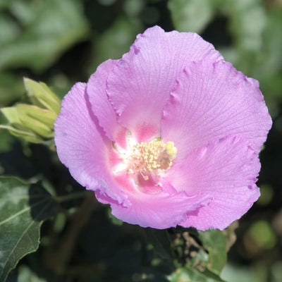 1 Light Pink Rose of Sharon Plant Live 4 Inch Pot, Hardy Hibiscus Shrub with Vibrant Blooms, Althea Hibiscus Syriacus Flowers