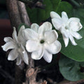 2 Jasmine Live Plants, Live Jasmine Plants, Flower Starter Plant 3 to 5 Inch Tall for Gardening Outdoor