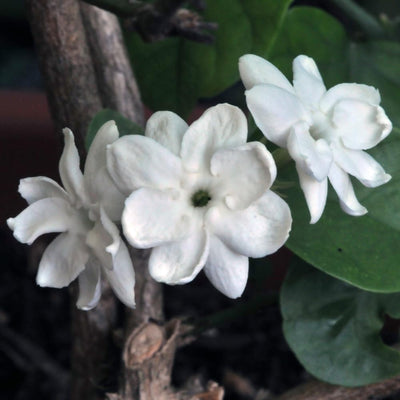 2 Jasmine Live Plants, Live Jasmine Plants, Flower Starter Plant 3 to 5 Inch Tall for Gardening Outdoor