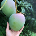 Grafted Mango Tree Live Plant, 14-18 Inch Tall, Mango Plant Live for Outdoor Planting, in Pot, Well-Rooted Tropical Fruit Tree