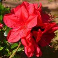 Red Reblooming Azalea Rhododendron Plant Live in 4 Inch Pot, Azalea Rhododendron Bush Shrub, Bloom in Spring, Late Summer, Fall Rebloom