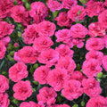 Dianthus Perennial Plant Live for Planting Outdoors, Dianthus Pink Blooms, Very Fragrant in Pot, Easy for Gardening