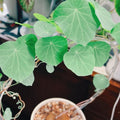Stephania Cephalantha Caudex Plant, Rare Mini Succulent Vine with No Hair Roots, 2.5-3 Inch Wide, Indoor Gardening