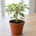 Chiltepin Pepper Plant Live, Chiltepin Pepper Plants, Chili Live Plant, 4-7 Inches Tall, 4 Inch Pot for Growing