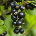 Consort Currant Bush Live Plant, Black Currant Plant Live to Grow 5-9 Inch Height, Sweet Currant Berry Fruit