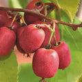 Live Kiwi Plant, Hardy Kiwi Berry Vine Starter Plant, Cold Hardy Edible Fruit Vines for Home Garden, 4-9" Tall