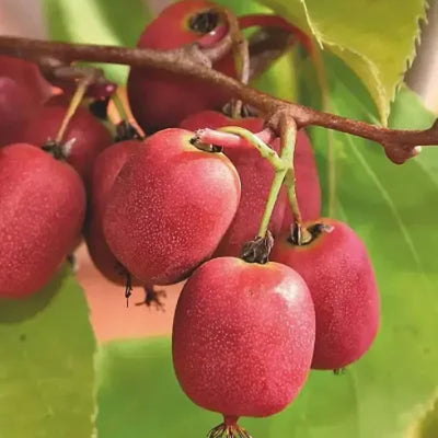 Set of 2 Live Hardy Kiwi Berry Plants, Fast-Growing Kiwi Vines for Garden or Trellis, Well-Rooted Starter Plants, 5-9" Tall