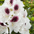 1-2 Ft White Rhododendron Plants Live, Azalea Rhododendron Bush Shrubs in 1 Gallon Pot for Planting, Azalea Bush Ready Plant, Live Rhododendron Plant Azalea, Dark Purple and Bright White Flower