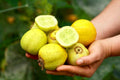 Set of 4 Live Lemon Cucumber Plants, 3 to 5 Inches Tall, Cucumber Plants Live, 4 Inches Pot Vegetable Live Plant