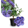 Potted Butterfly Bush Live Plant, 5-9" in Tall, Cold Hardy, Spring Outdoor PlantingBlooms Summer to Fall, Dormant in Winter (Blue Purple Buddleia Plant)