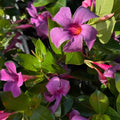 Set 2 Purple Mandevilla Live Plants, 5-9" Tall Mandevilla Plant Potted, Well Rooted Perennial Flowers Shrub Plants, Ornamental Plants for Outdoors
