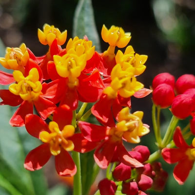 2 Tropical Milkweed Plants Live Butterfly Asclepias Tuberosa, Wildflowers Perennial Bush, Swamp Common Plant, 5-9" in Tall, No Pot
