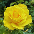 Climbing Roses Live Plant, Climbing Rose Plant Live, 5 to 7'' Tall, Fragrant Flower Bush Plants for Gardening (Yellow)