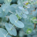 Live Eucalyptus Plant, Baby Blue Eucalyptus Live Plant, Eucalyptus Plant Live, Live Eucalyptus Tree, Live Eucalyptus Plant Indoor, Starter Size 4 to 8 Inc Tall