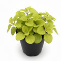 Swedish Ivy Plant Live, Yellow Green Swedish Ivy Plant in 2.5'' Pot, Plectranthus Fragrant Swedish Ivy for Indoor Planting, 2-3 Inc Tall