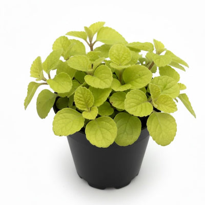 Swedish Ivy Plant Live, Yellow Green Swedish Ivy Plant in 2.5'' Pot, Plectranthus Fragrant Swedish Ivy for Indoor Planting, 2-3 Inc Tall